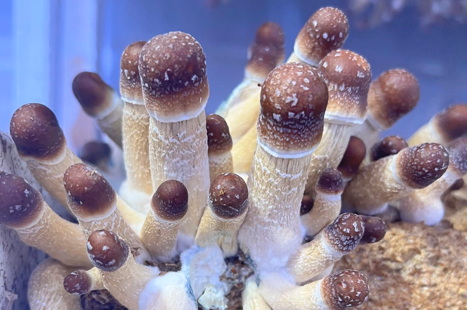 Psilocybe Steel Magnolias