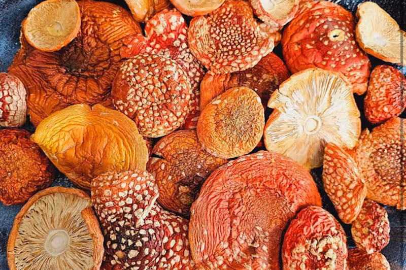 Testing Amanita Mushroom Types