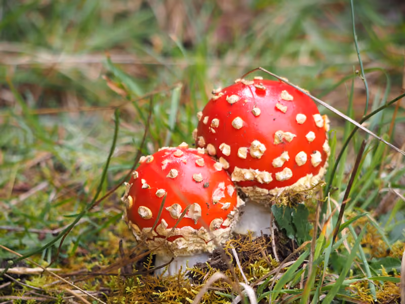 Amanita Mushrooms