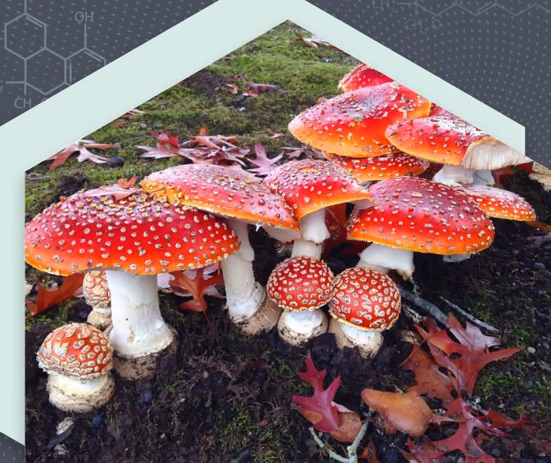 Amanita Mushroom Testing 