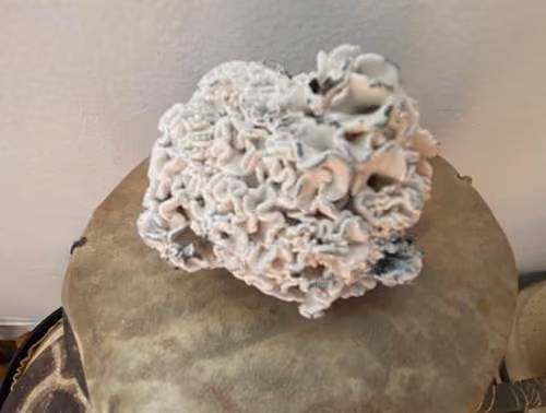 Magic Mushroom picture