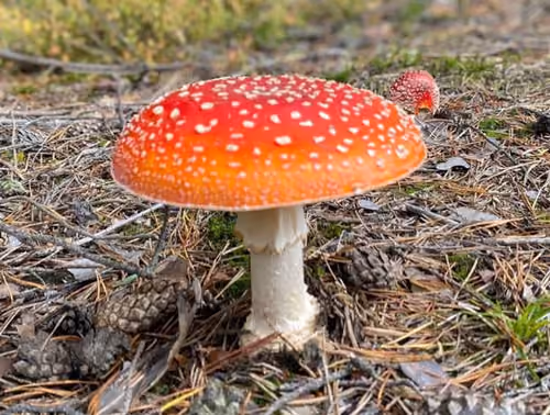 Amanita Mushroom Picture