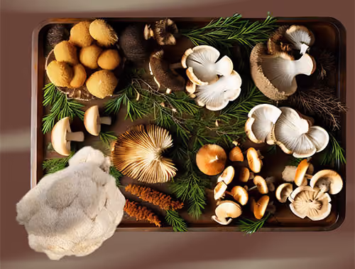 Medicinal Mushrooms picture