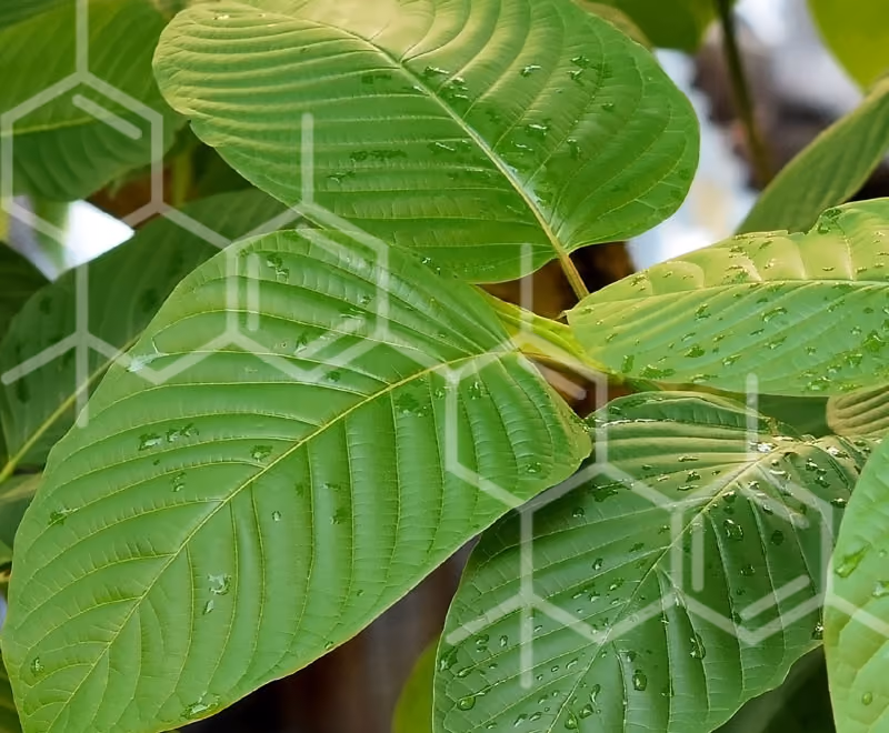 Subspecies Psylocybe Ecuadorian