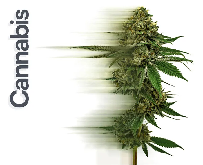 Cannabis Services Image