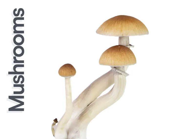 Mushrooms Services Image