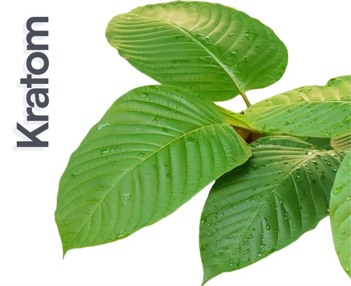 Kratom Services Image