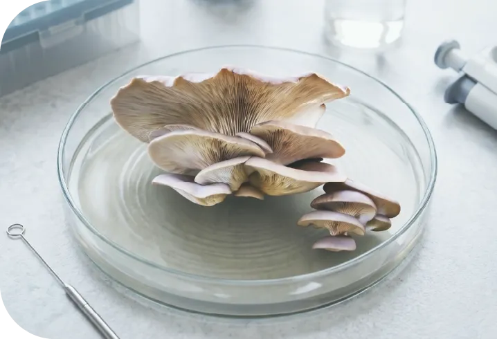 Subspecies Psylocybe Ecuadorian