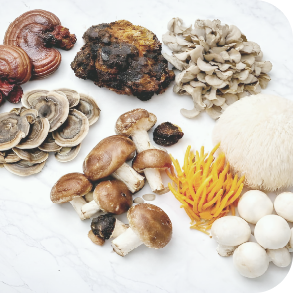 Psilocybe Steel Magnolias