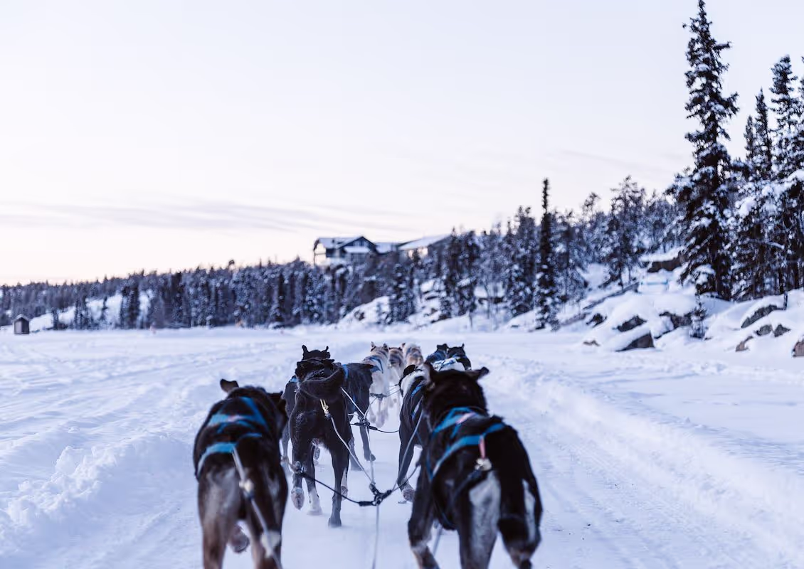 Dog Sledding