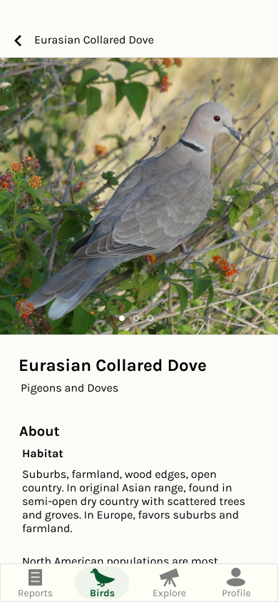 high fidelity version of bird detail page