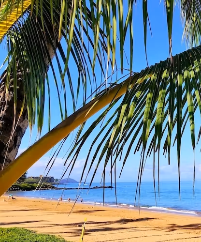 Palm tree