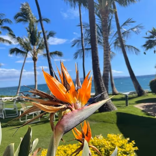 Flower in Kihei Maui Hawaii at The Hale Pau Hana Photo courtesy @cjkramer81 