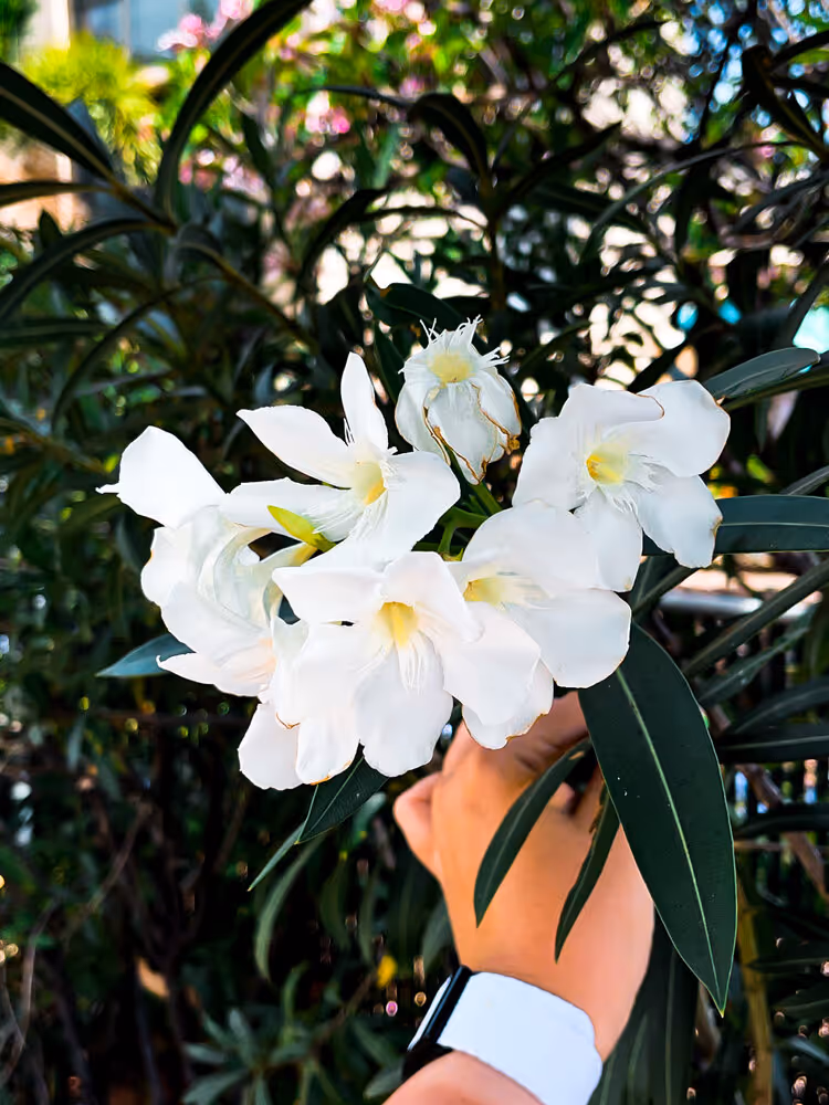 ginger and banana trees and birds of paradise and plumerias