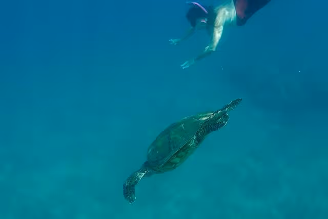 Sea Turtles in Hawaii Photo courtesy @jeremiahgreenspoon 