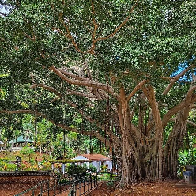 Beautiful old hawaiian tree on maui Photo courtesy @ttyson54