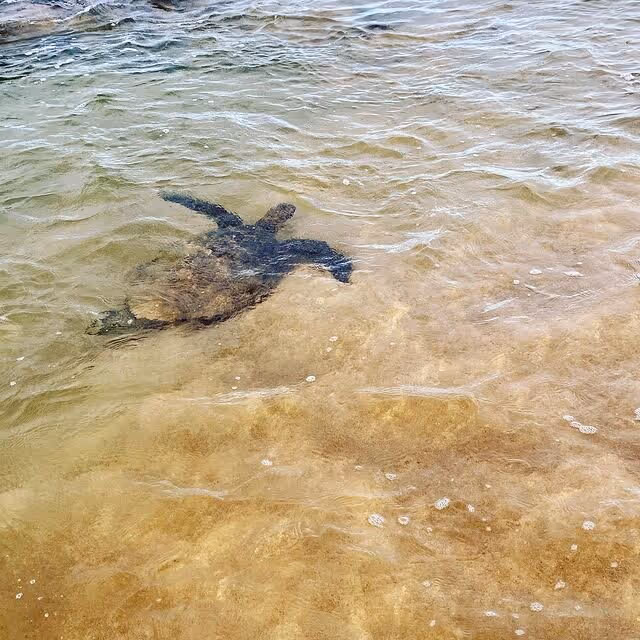 green sea turtle maui Kamaole Beach Park II Photo courtesy @carolannrobertson