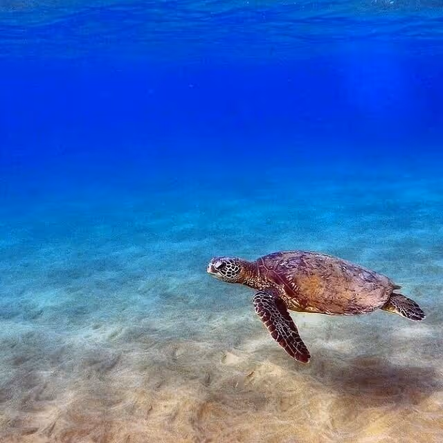 Sea Turtles Kihei Maui Kamaole Beach II Photo courtesy @marialovesmaui