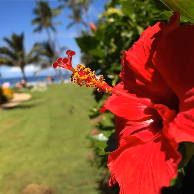 Hawaiian Hibiscus Flower; Kihei Maui Condo Resort hoto courtesy @ampherion 