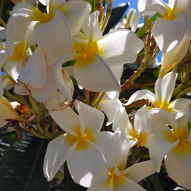 Plumeria Flowers at our condo resort in Kihei Maui Photo courtesy @nykolbina 