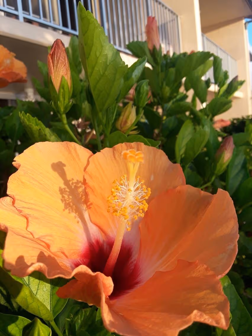 Hibiscus Flowers at our Condo Resort in Kihei Photo courtesy @klgere 