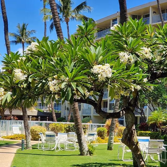  Plumeria Trees at our Kihei Maui Condo Resort Photo courtesy @nykolbina 