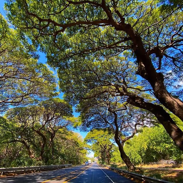 The Honoapi'ilani Highway to Lahaina Photo courtesy @imaustinchang