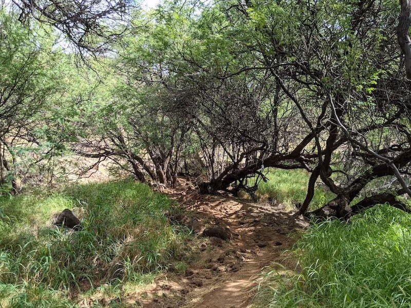 Lāhainā Pali Trail Photo courtesy @deskribblog