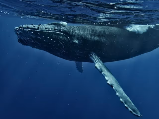 Whale Watching Tours in Maui from Kihei
