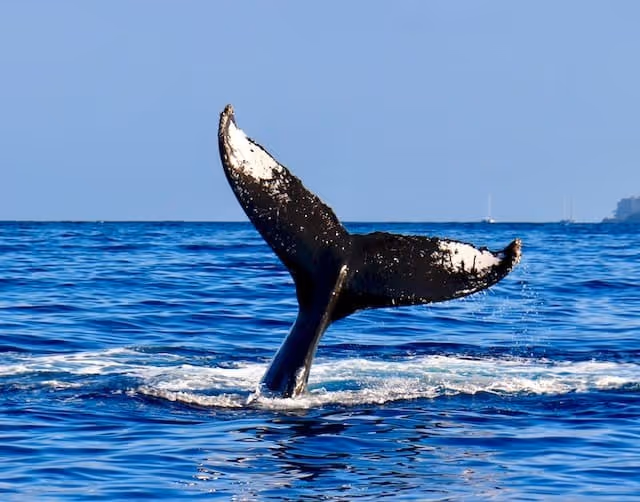 When is Whale Watching Season in Maui?