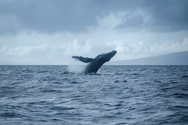 Where Can You See Whales from Kihei, Maui?