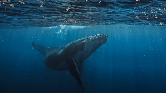 Maui Whales: Species, Behavior, Culture