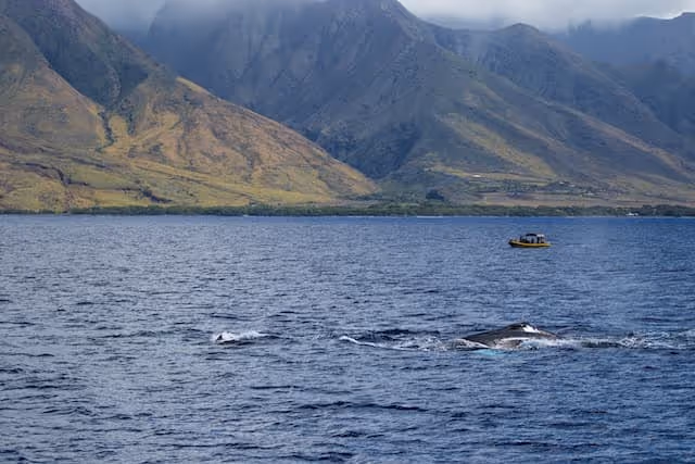 Whale Watching and Marine Conservation in Maui