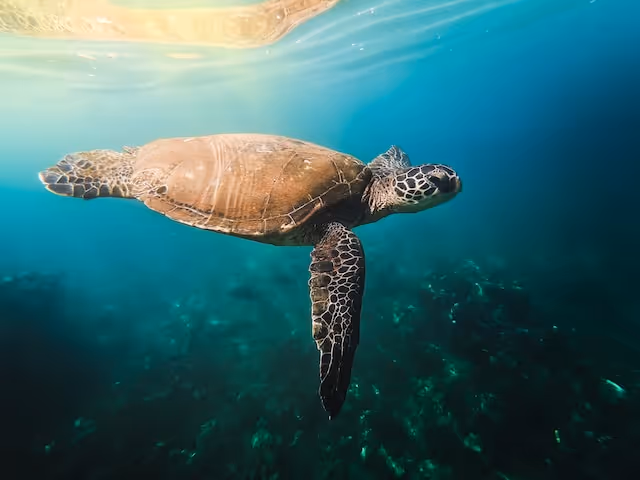 Is Turtle Town Worth Visiting?