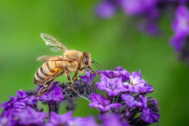 Free Native Pollinator Garden Planner for New England from Pollinator Powerworks