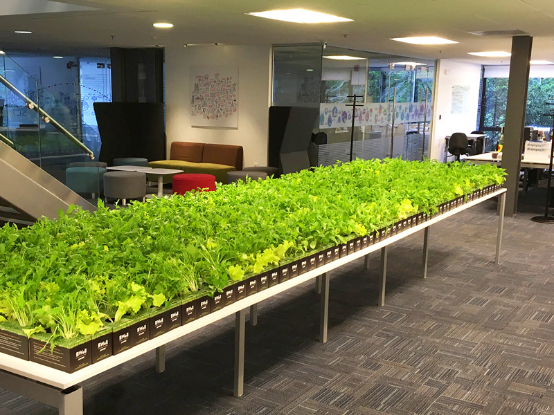 Plantines para activación Despegar