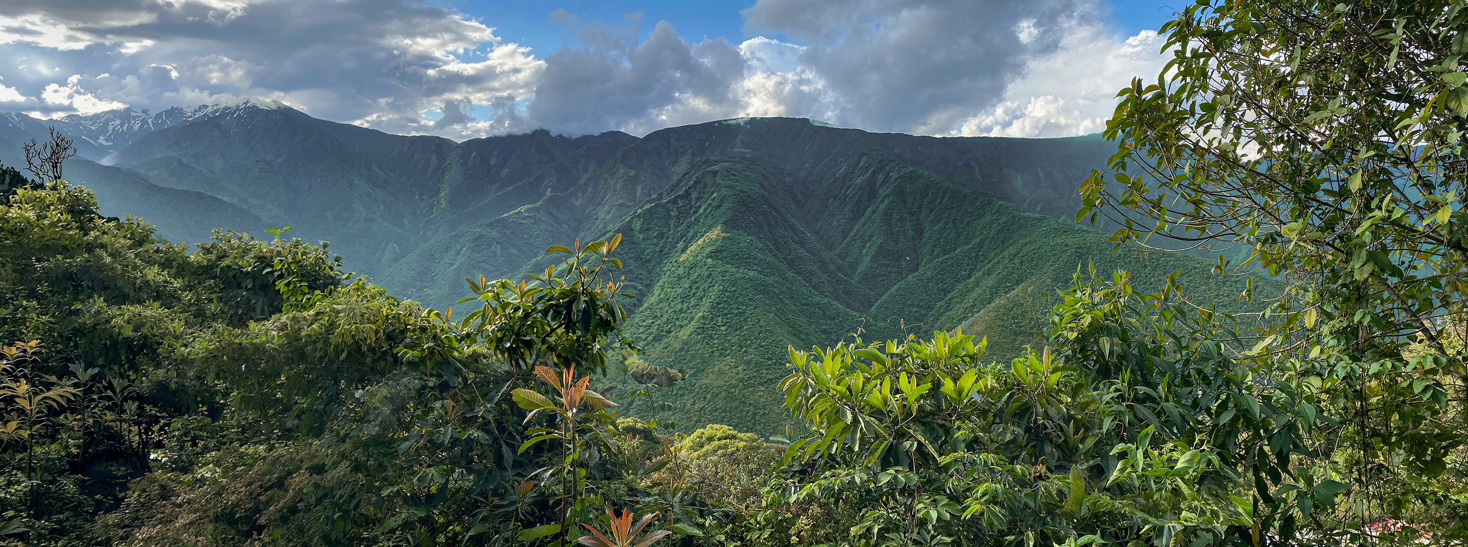 Panoramablick über die Yungas von Siñari Jacha Plano: Nebelwald, Hänge und Gipfel unter Wolken