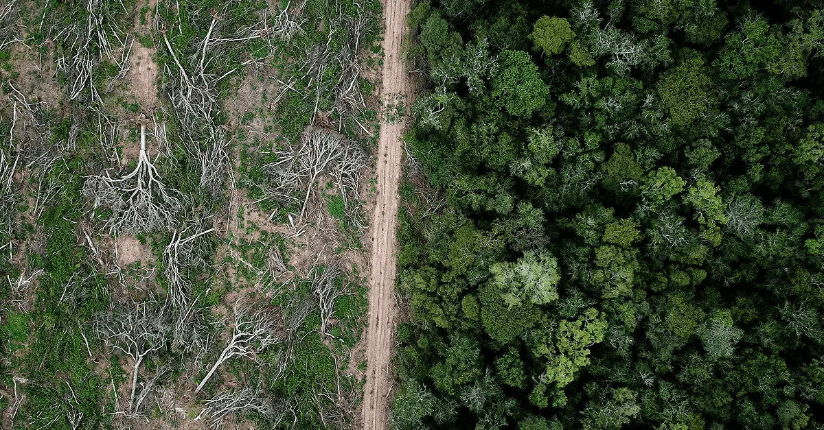 Companies Need to Prepare for the European Union Deforestation Regulation Now