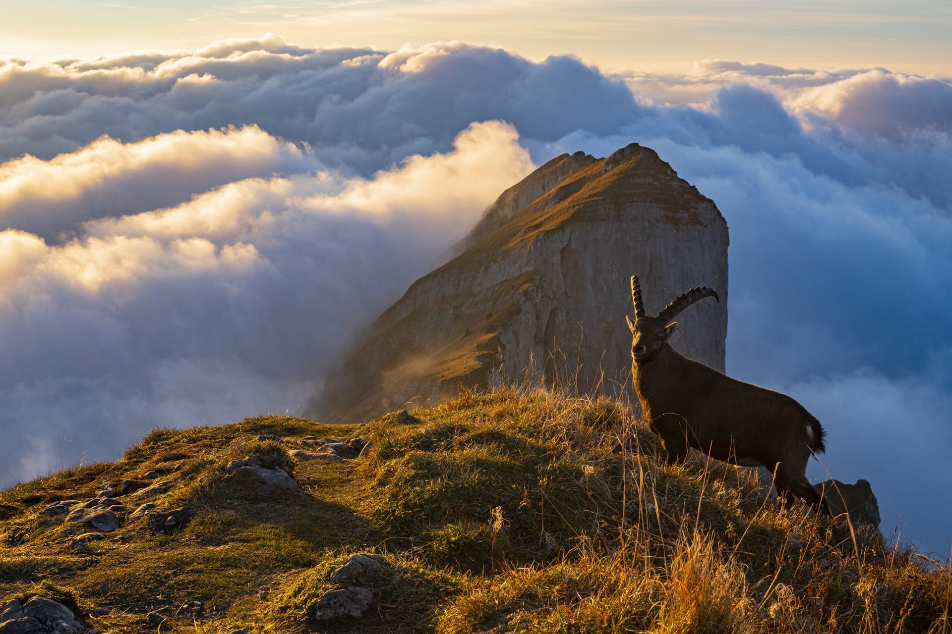 Steinbock auf der Kanisfluh im Herbst © Martin Huber - Mellau Tourismus