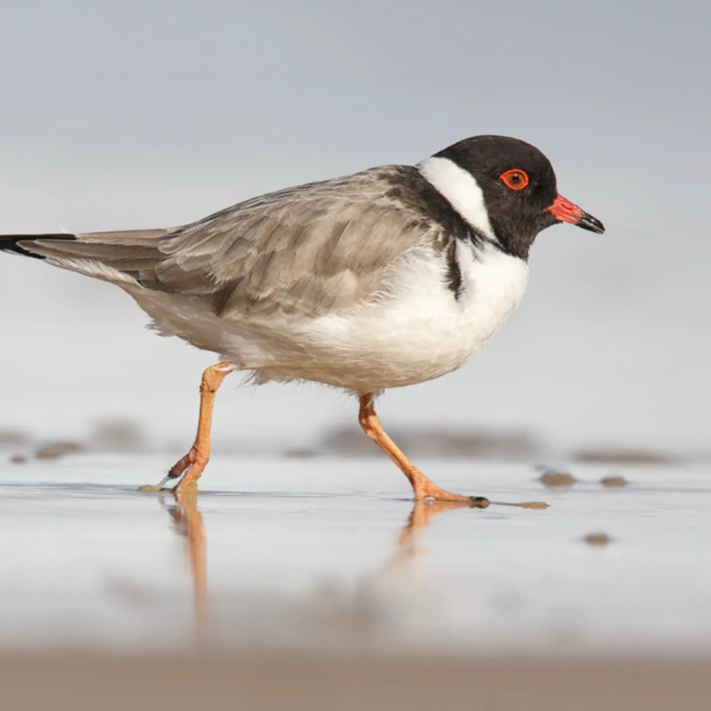 Hooded Plover