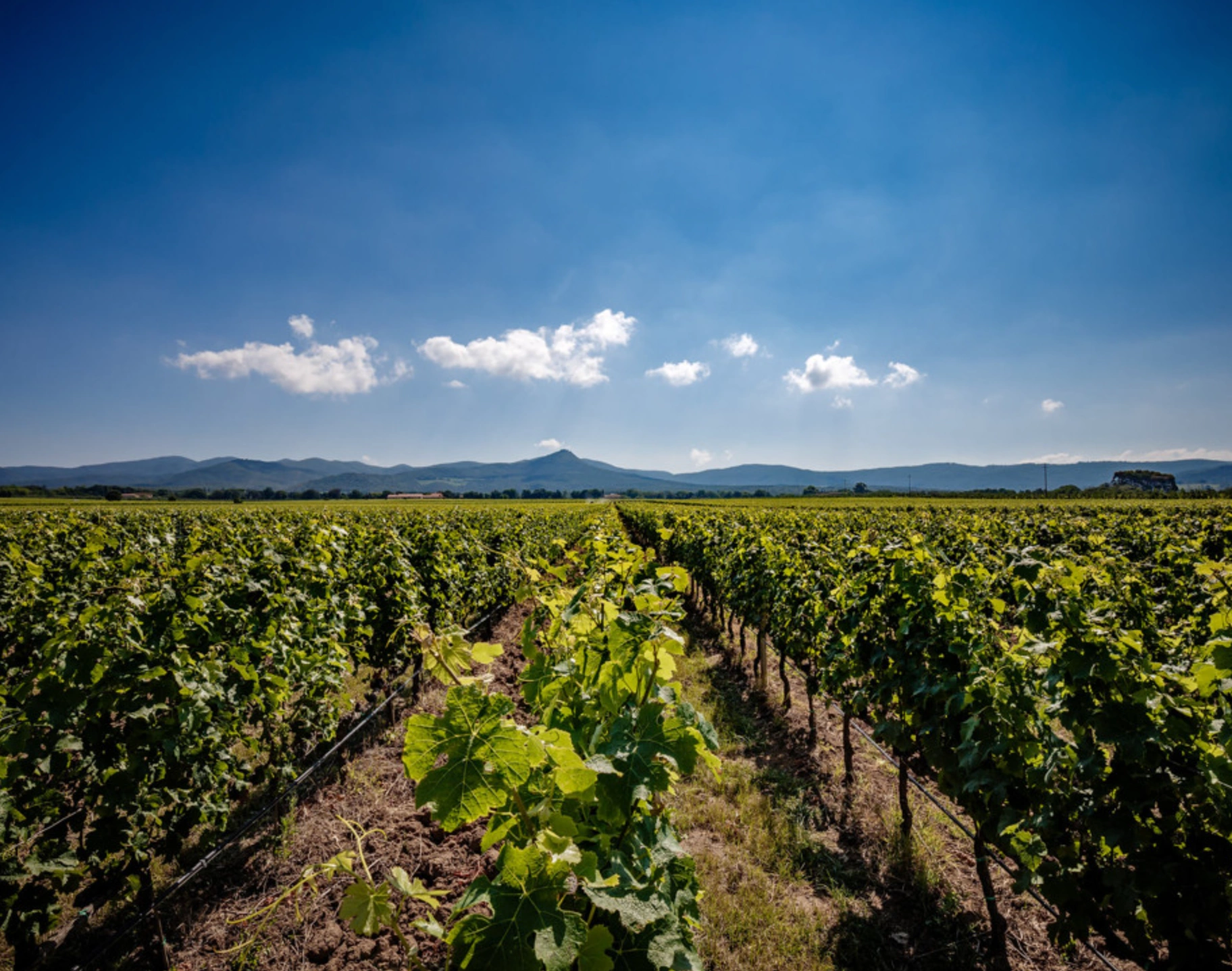 richest wineries in the world