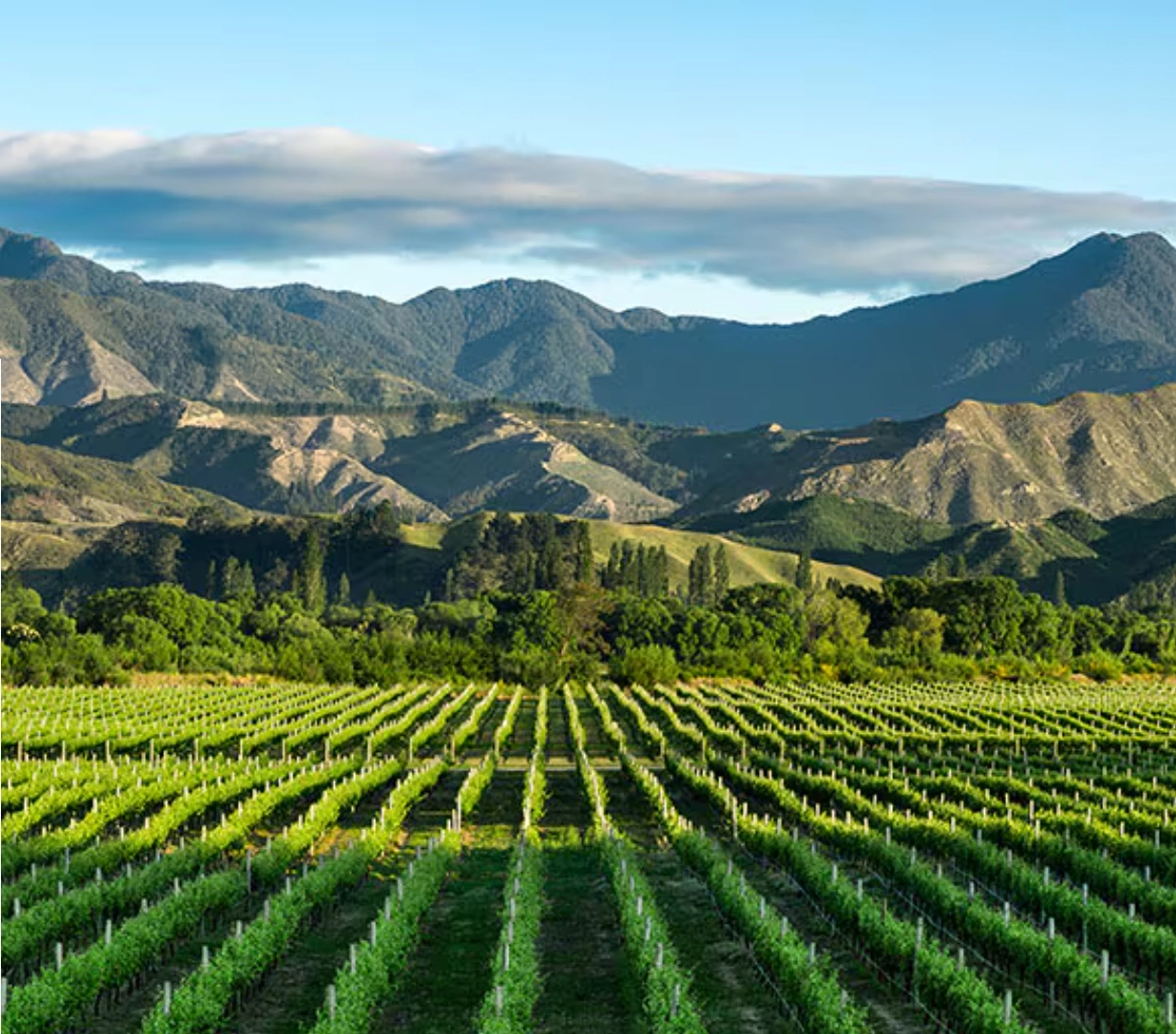 richest wineries in the world