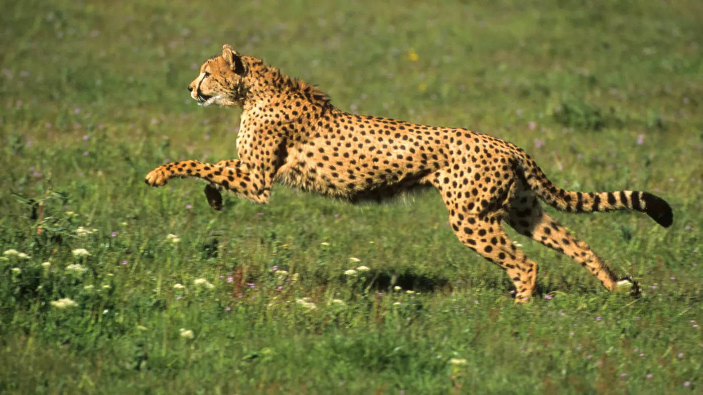Cheetah speed
