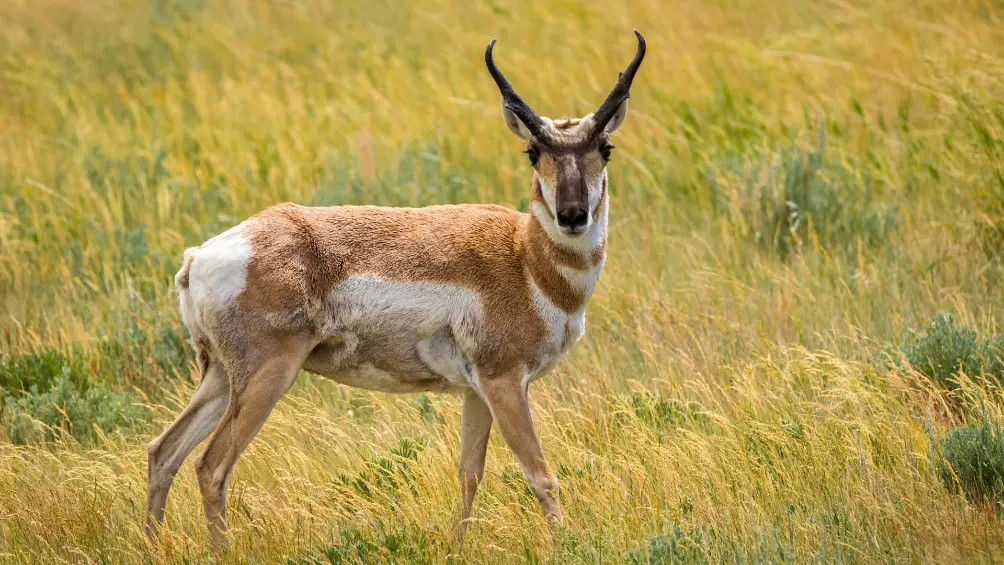 Pronghorn