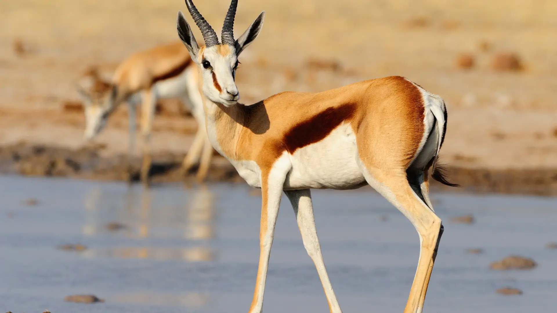 Springbok speed