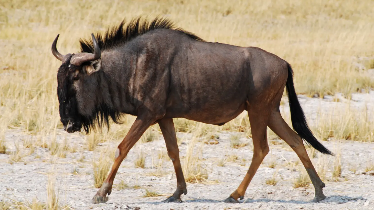 Blue Wildebeest speed