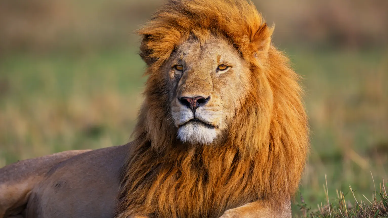 Lion speed