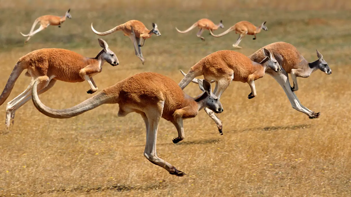 Red Kangaroo
