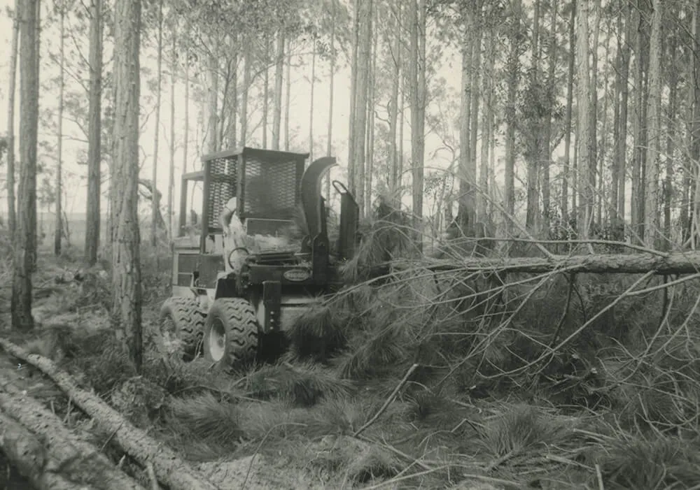 1930's - 1940s cutting the plantation pine.