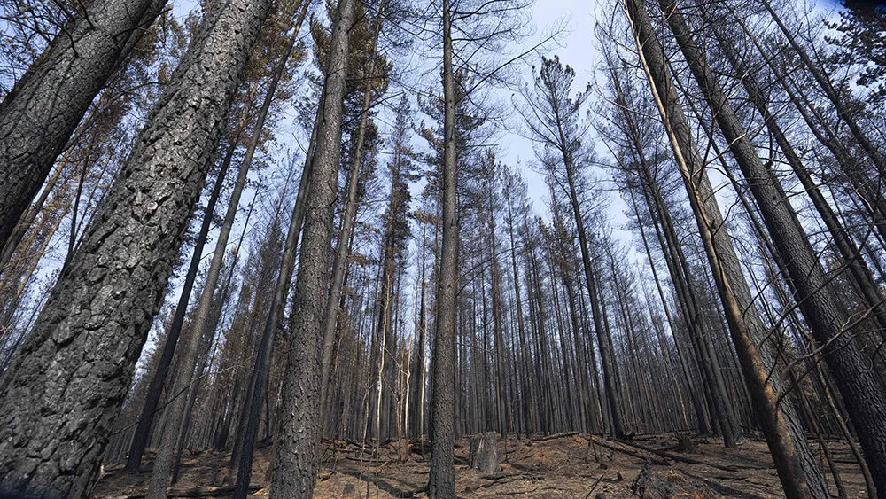 Facing up towards tall pine trees in the plantation